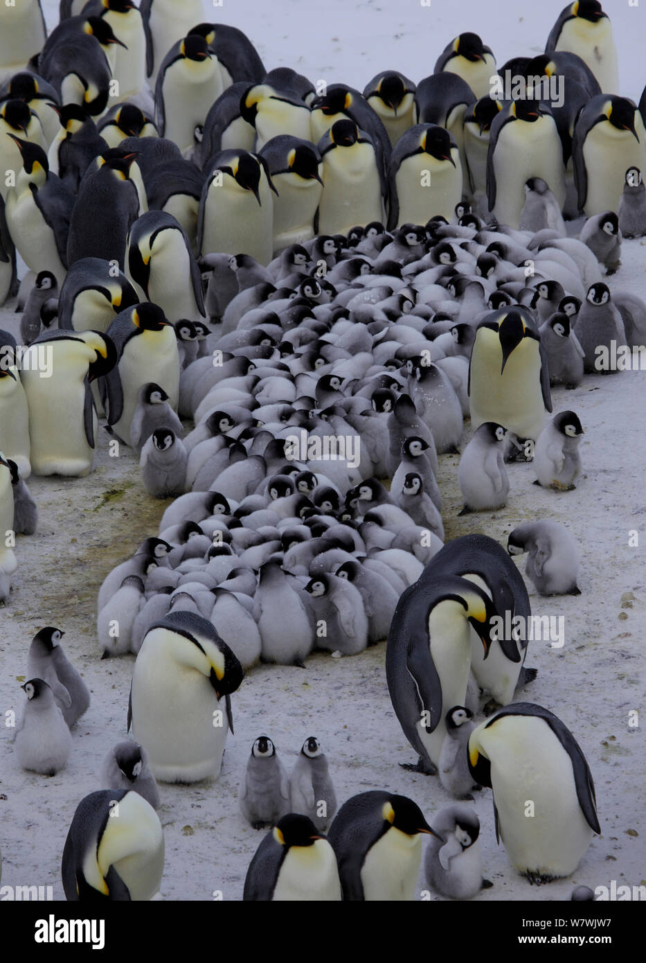 Manchot Empereur (Aptenodytes forsteri) Crèche de poussins se blottissent entourés d'adultes, l'Antarctique, septembre. Banque D'Images