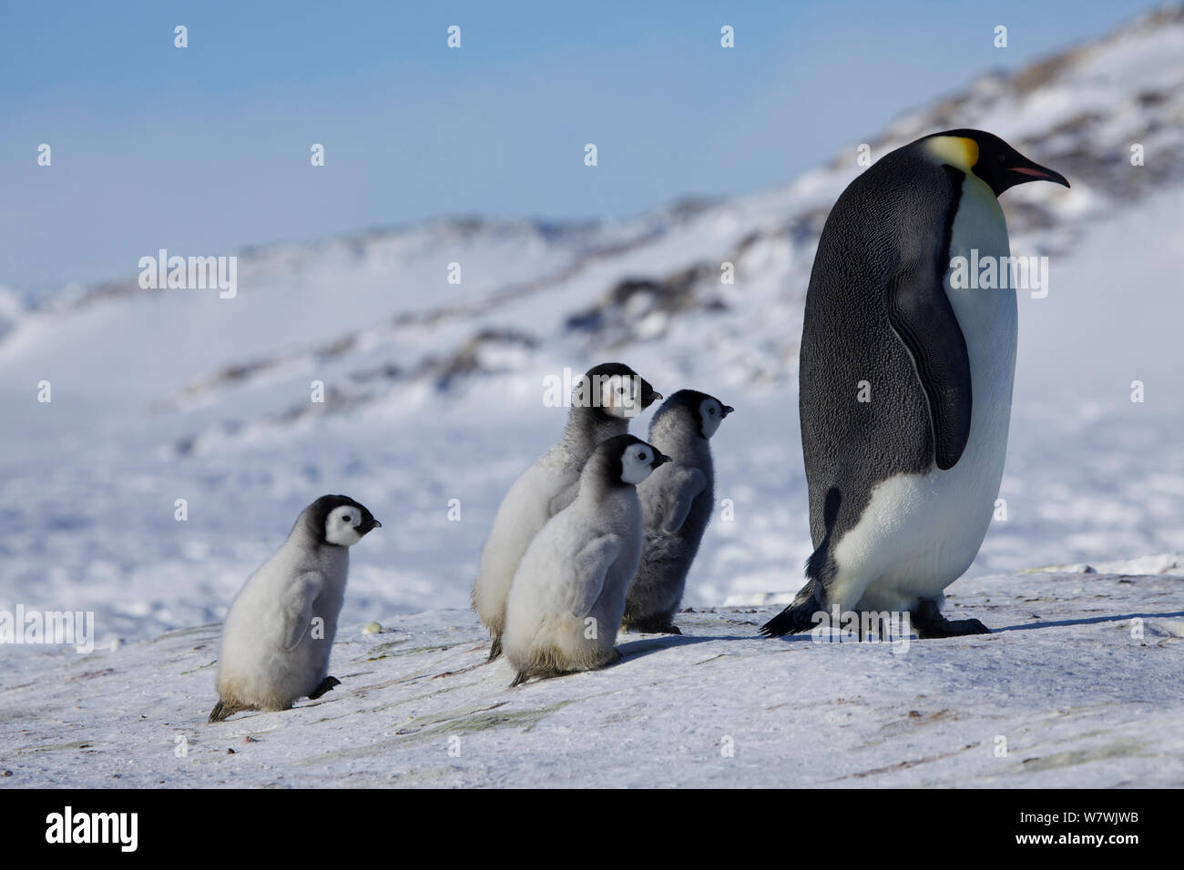 Quatre manchot empereur (Aptenodytes forsteri) poussins suite à un adulte, l'Antarctique, septembre. Banque D'Images