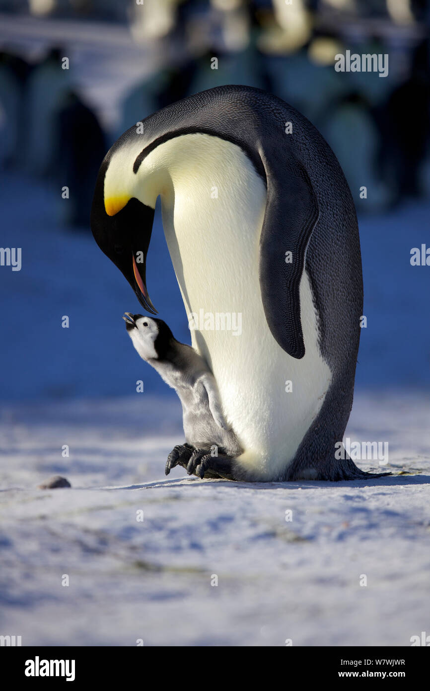 Manchot Empereur (Aptenodytes forsteri) interaction adultes chick, l'Antarctique, septembre. Banque D'Images