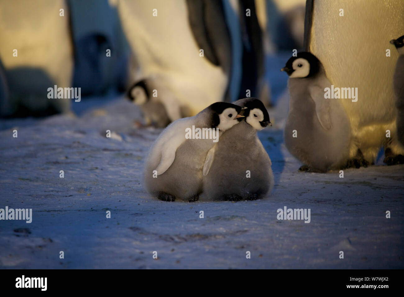 Deux manchot empereur (Aptenodytes forsteri) interaction des poussins, l'Antarctique, septembre. Banque D'Images