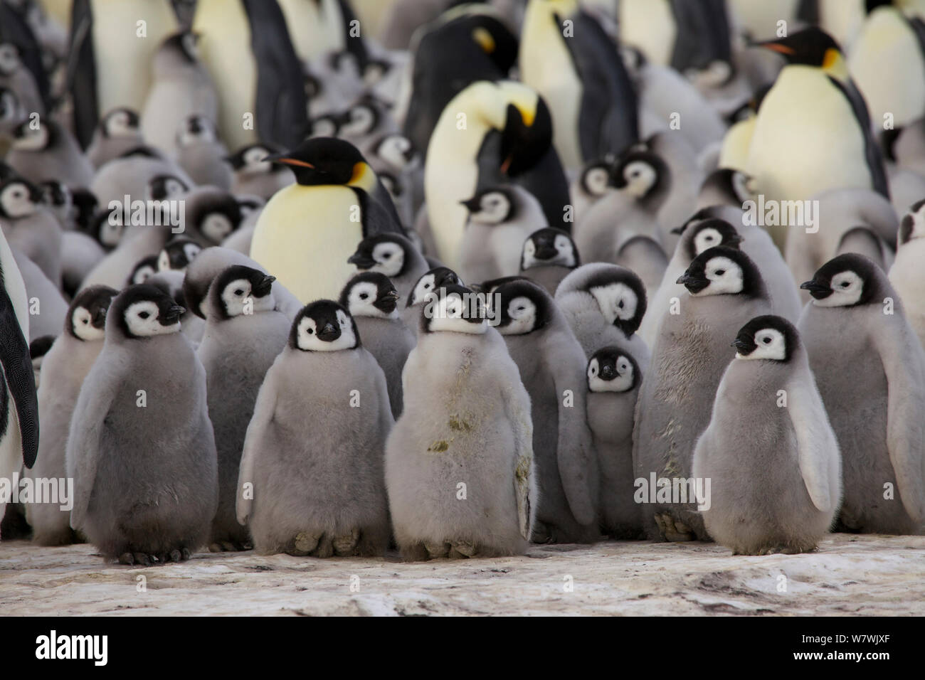 Manchot Empereur (Aptenodytes forsteri) poussins et adultes, l'Antarctique, octobre. Banque D'Images