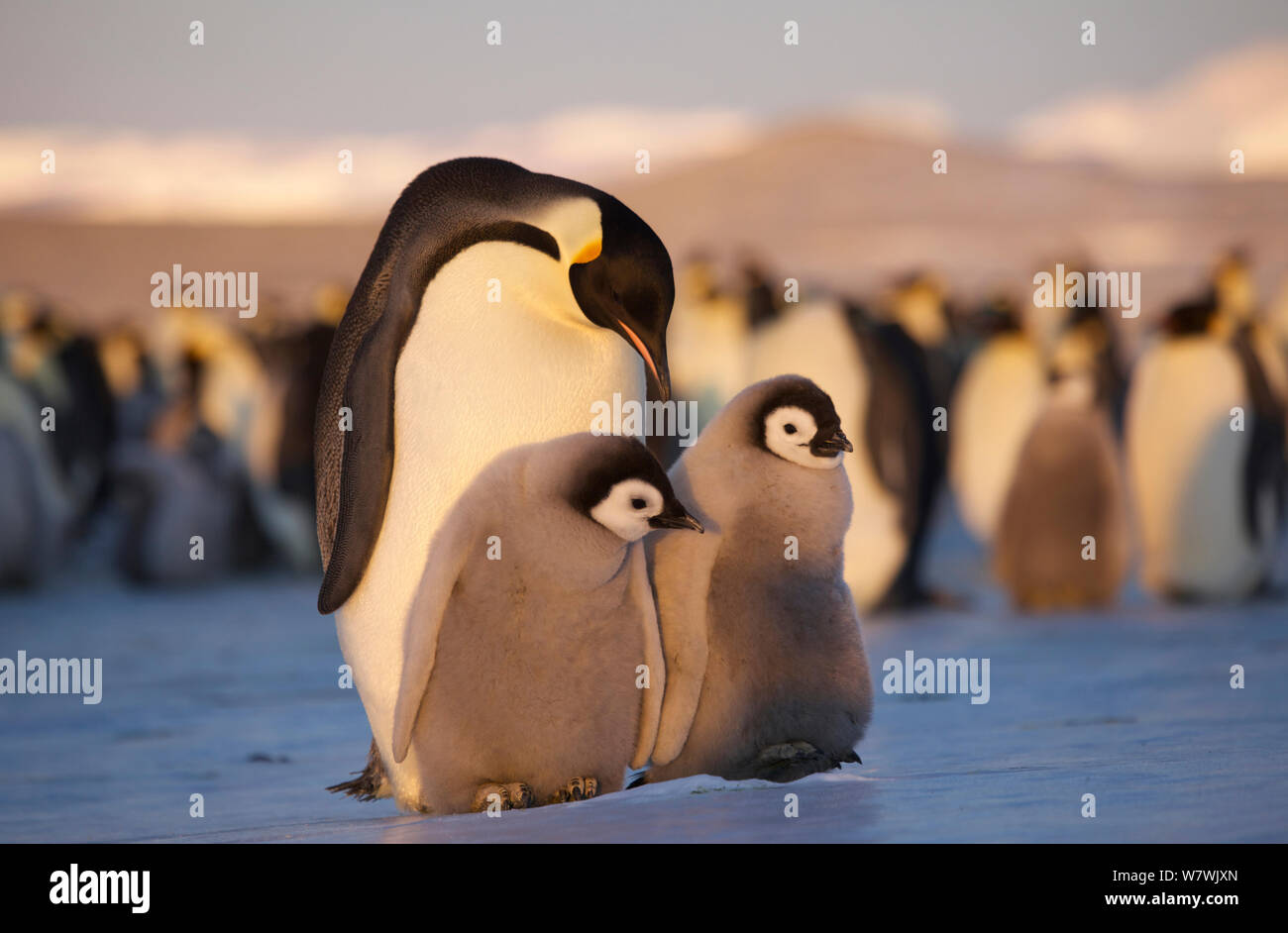 Manchot Empereur (Aptenodytes forsteri) avec deux gros poussins, l'Antarctique, octobre. Banque D'Images