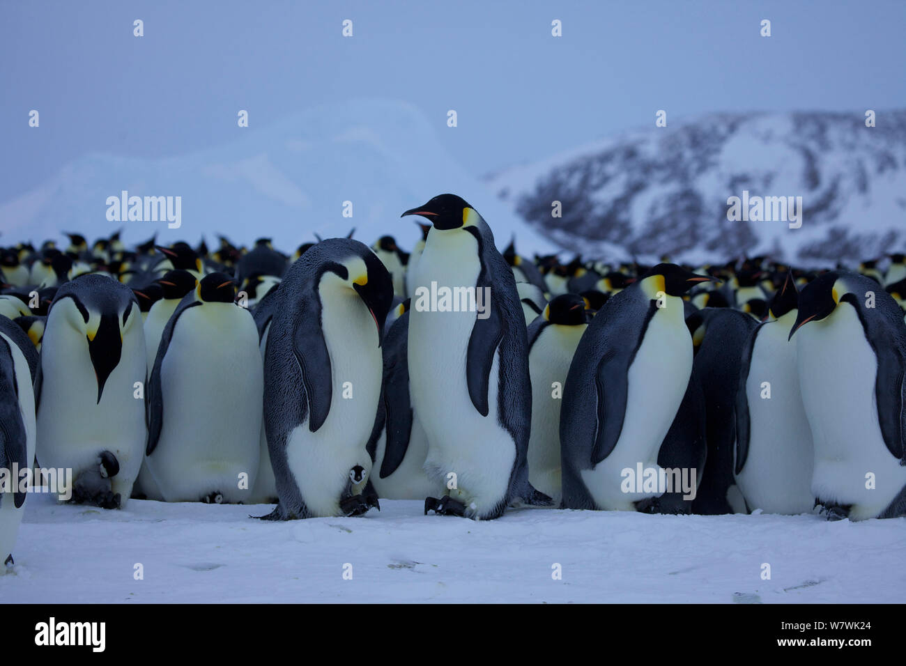 Manchot Empereur (Aptenodytes forsteri) colonie de pingouins, certains avec de jeunes poussins, l'un avec un oeuf sur pieds, l'Antarctique, juillet. Banque D'Images