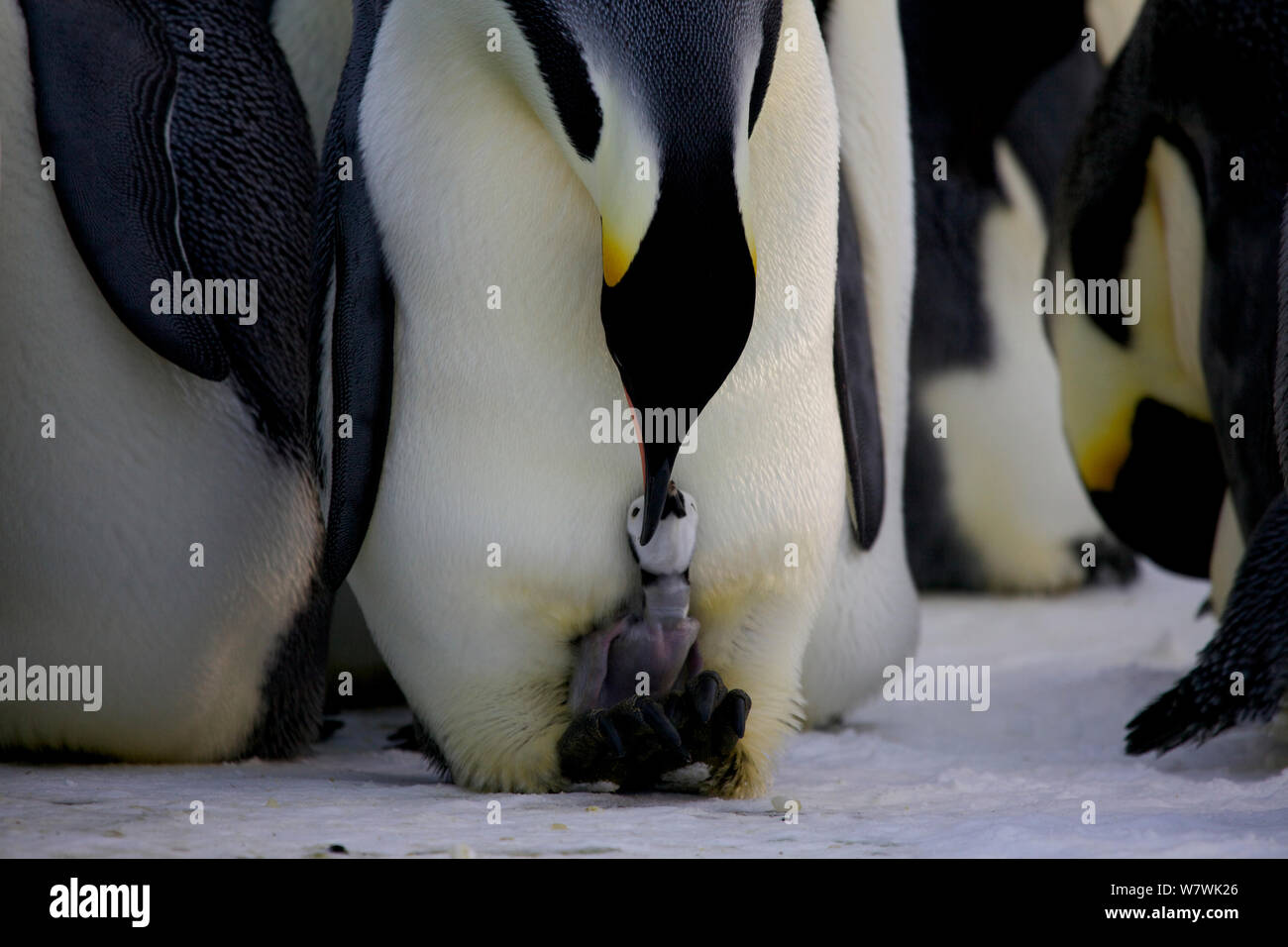 Manchot Empereur (Aptenodytes forsteri) nourrir très jeune poussin, l'Antarctique, juillet. Banque D'Images