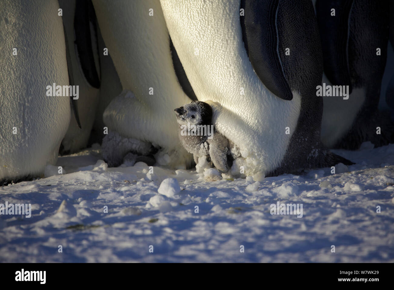 Manchot Empereur (Aptenodytes forsteri) chick dans la couvée, l'Antarctique, août. Banque D'Images