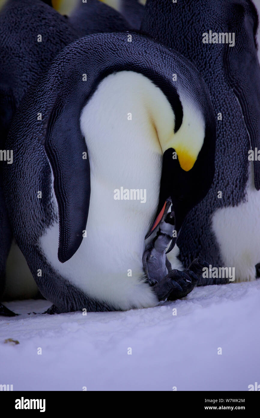 Manchot Empereur (Aptenodytes forsteri) poussin d'alimentation, de l'Antarctique, juillet. Banque D'Images