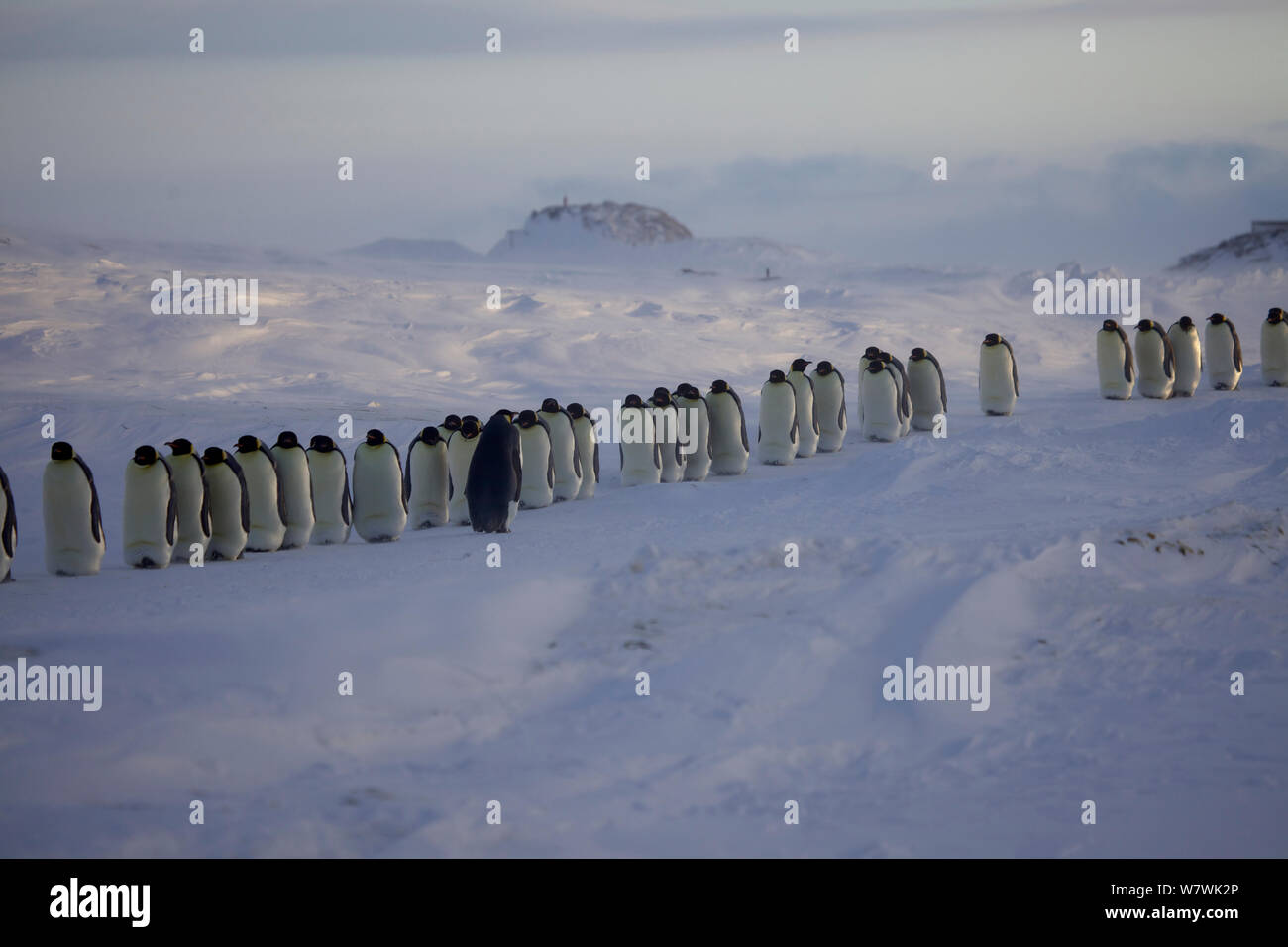 Procession de pingouins empereur mâle (Aptenodytes forsteri) mélanger avec l'oeuf (ou chick) dans la couvée, avec les femmes à la recherche de son compagnon, l'Antarctique, juillet. Banque D'Images