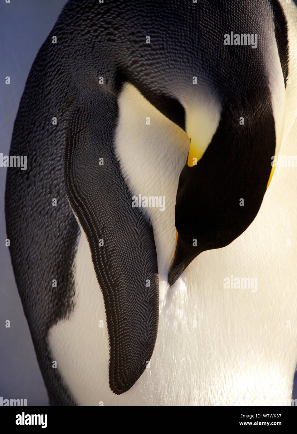 Manchot Empereur (Aptenodytes forsteri) lissage, l'Antarctique, avril. Banque D'Images