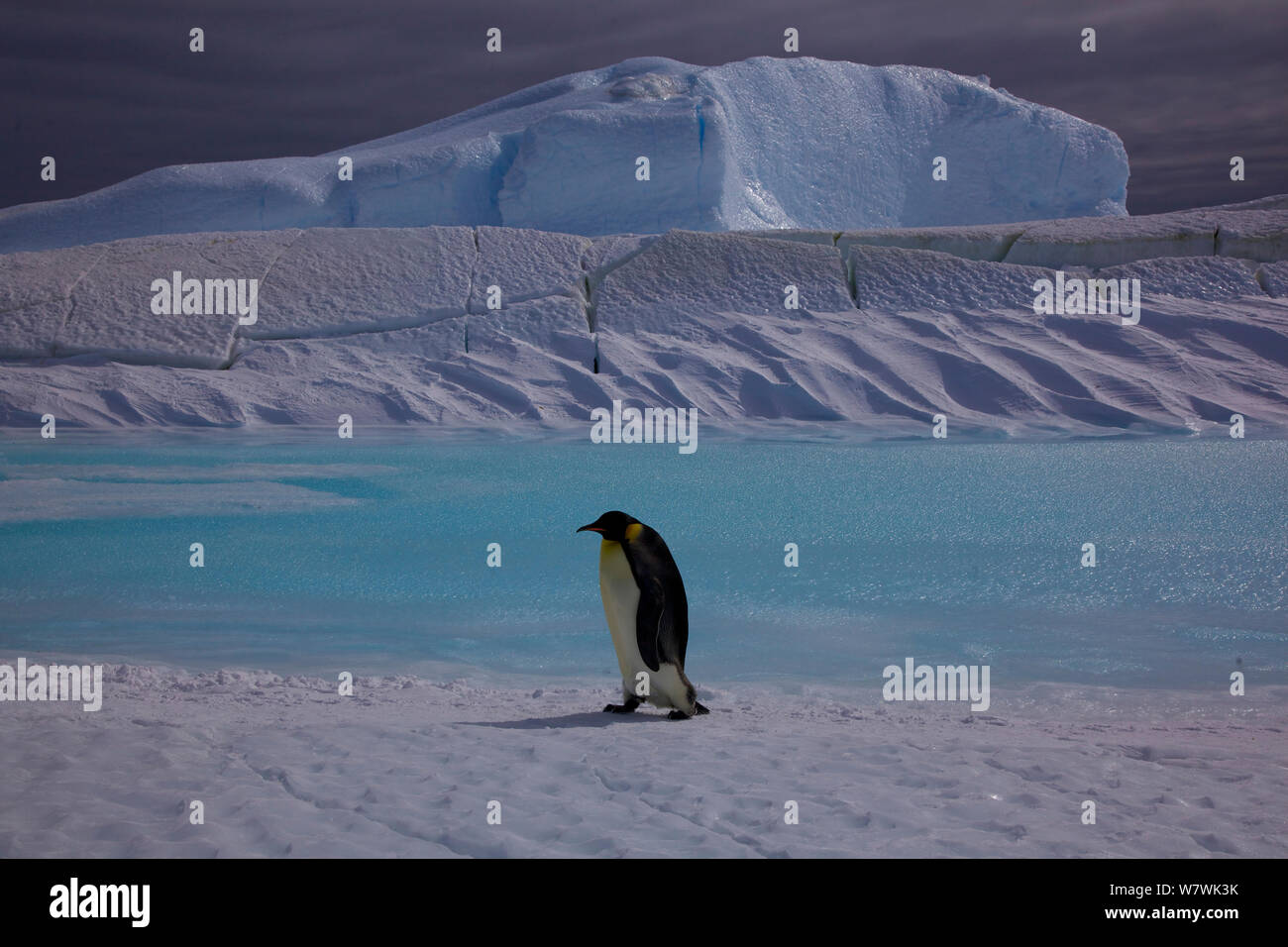 Manchot Empereur (Aptenodytes forsteri) marcher passé formations de glace, l'Antarctique, novembre. Banque D'Images