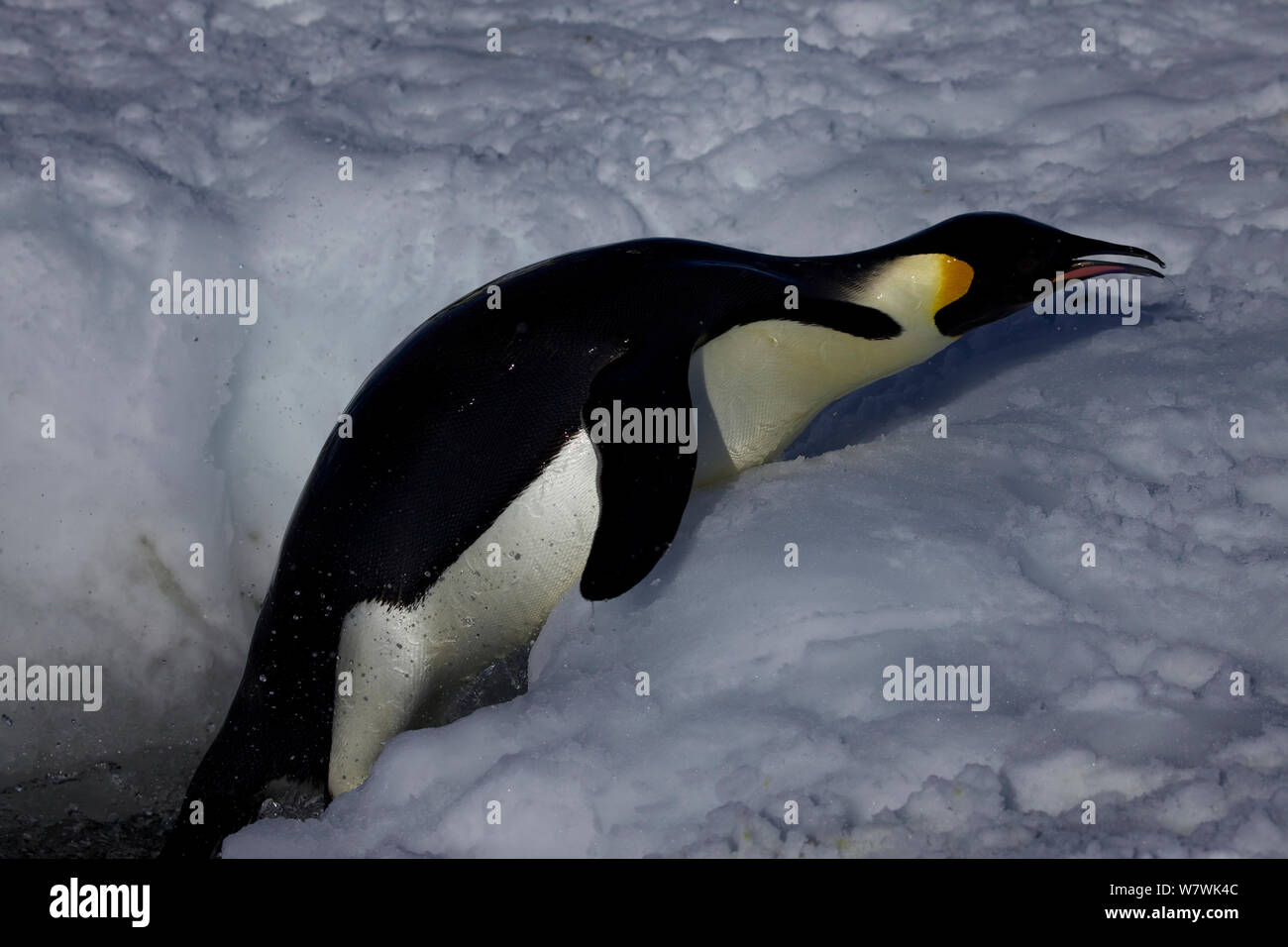 Manchot Empereur (Aptenodytes forsteri) luttant pour sortir du trou de glace, l'Antarctique, novembre. Banque D'Images