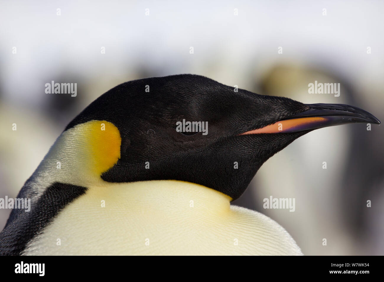 Manchot Empereur (Aptenodytes forsteri) portrait, l'Antarctique, octobre. Banque D'Images