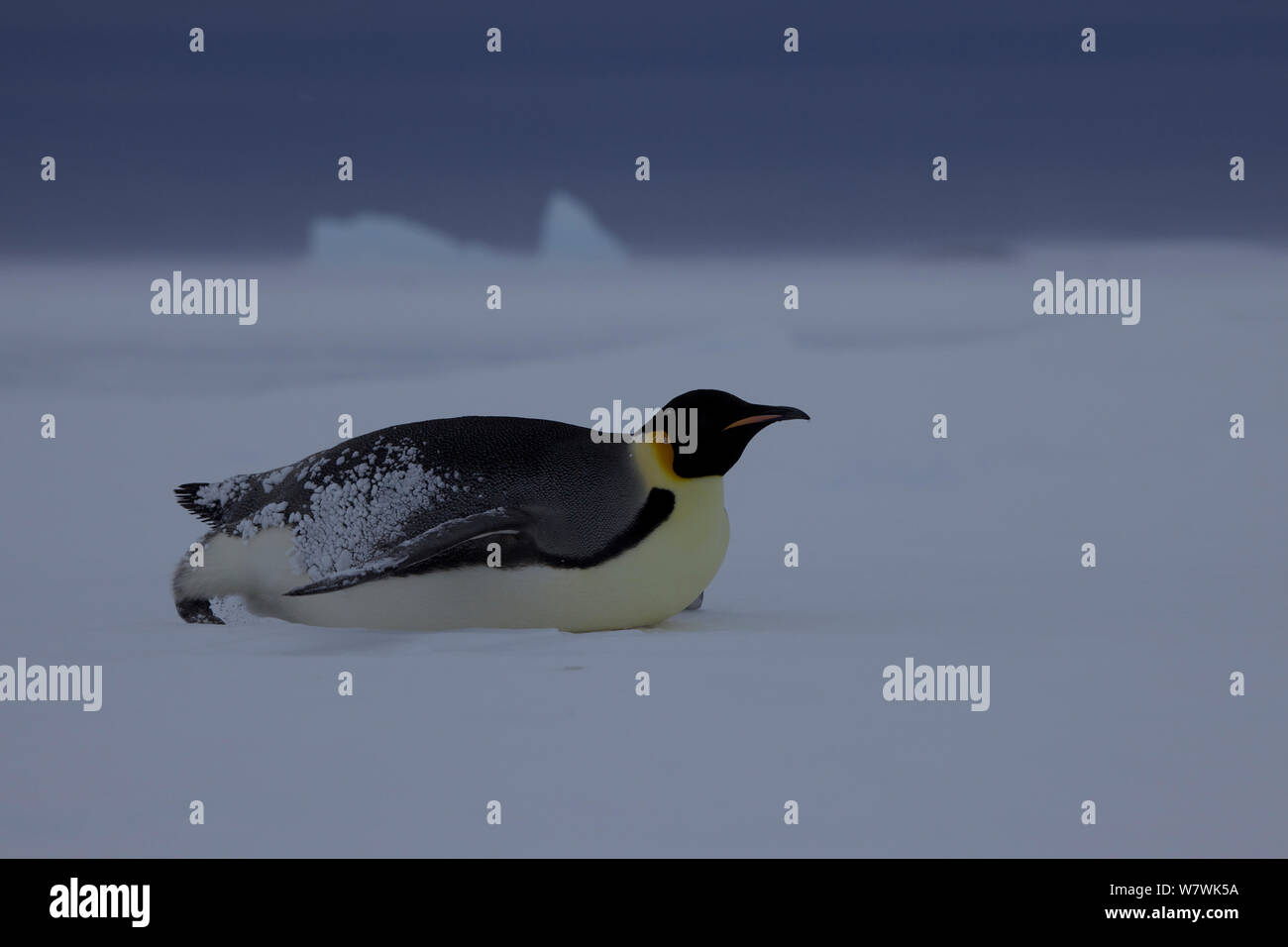 Manchot Empereur (Aptenodytes forsteri) Luge, revenant de la mer, l'Antarctique, novembre. Banque D'Images