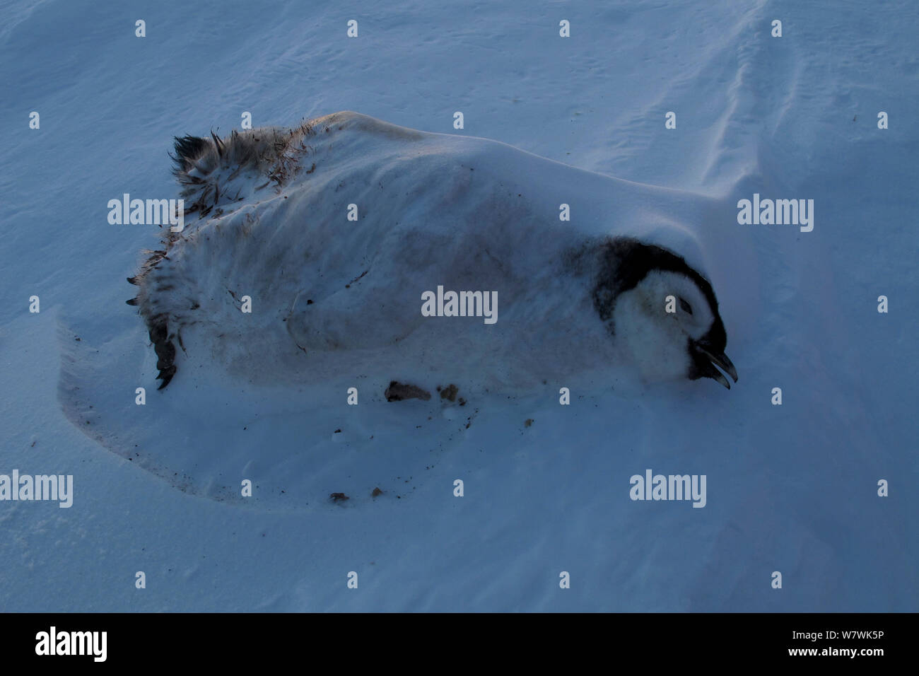 Dead manchot empereur (Aptenodytes forsteri) chick, congelé dans la neige, l'Antarctique, octobre. Banque D'Images