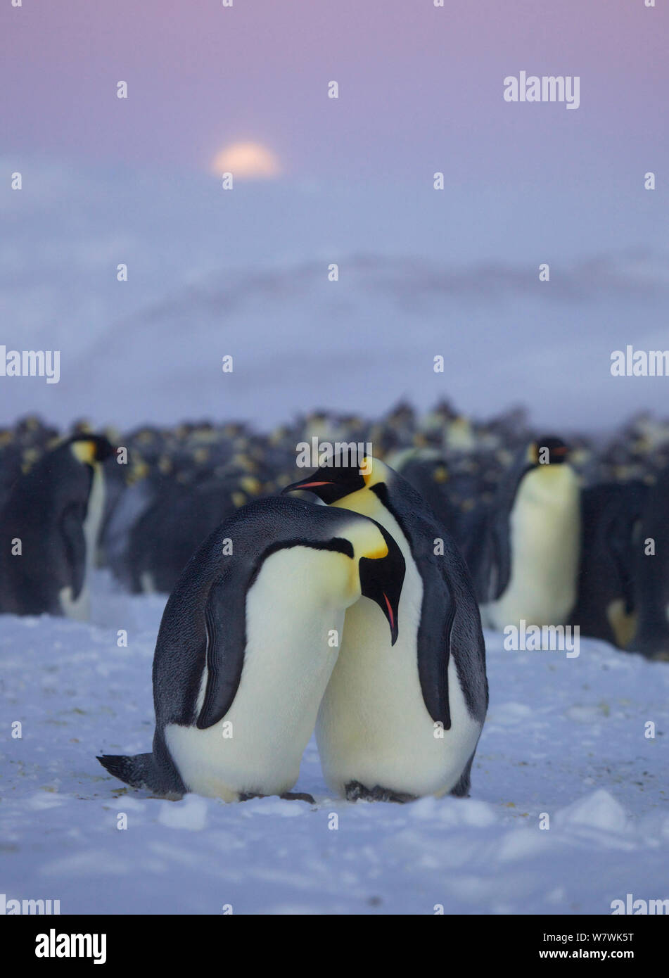 Manchot Empereur inexpérimentés (Aptenodytes forsteri) paire en passant par la cour des motions, l'Antarctique, mai. Banque D'Images