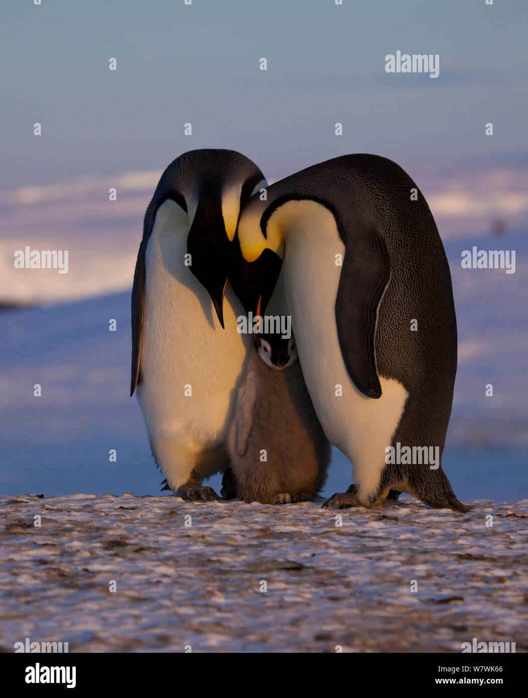 Manchot Empereur (Aptenodytes forsteri) paire avec chick, l'Antarctique, octobre. Banque D'Images