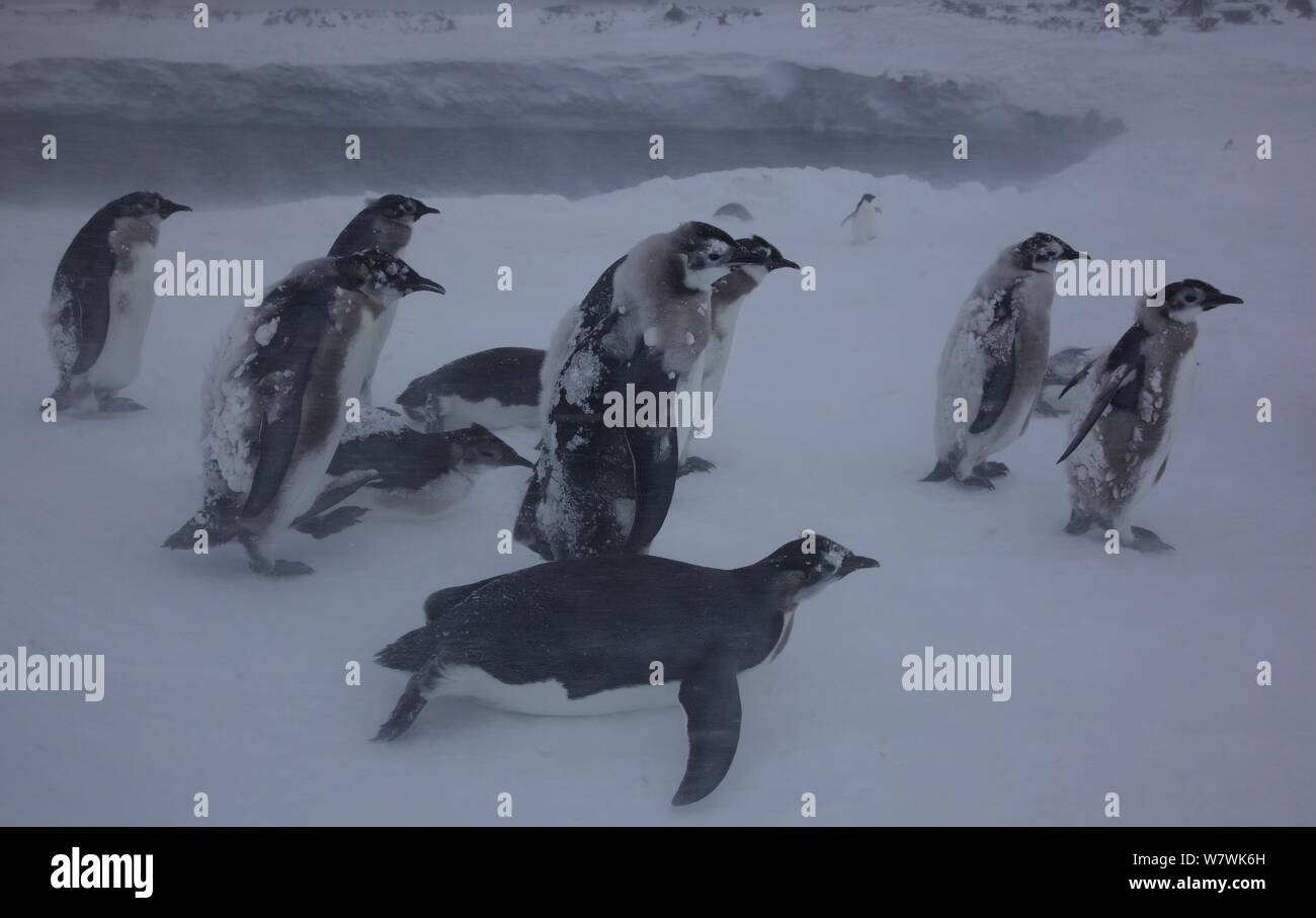 Manchot Empereur (Aptenodytes forsteri) poussins dans la neige, luge, certains peu de marche, l'Antarctique, décembre. Banque D'Images