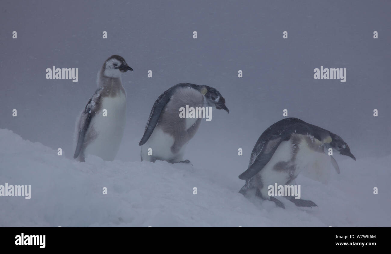 Trois manchot empereur (Aptenodytes forsteri) poussins marche dans la neige, l'Antarctique, décembre. Banque D'Images
