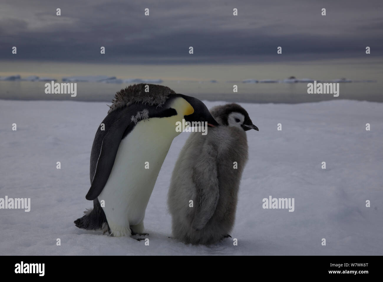 Manchot Empereur (Aptenodytes forsteri) poussin avec adultes en mue, l'Antarctique, janvier. Banque D'Images