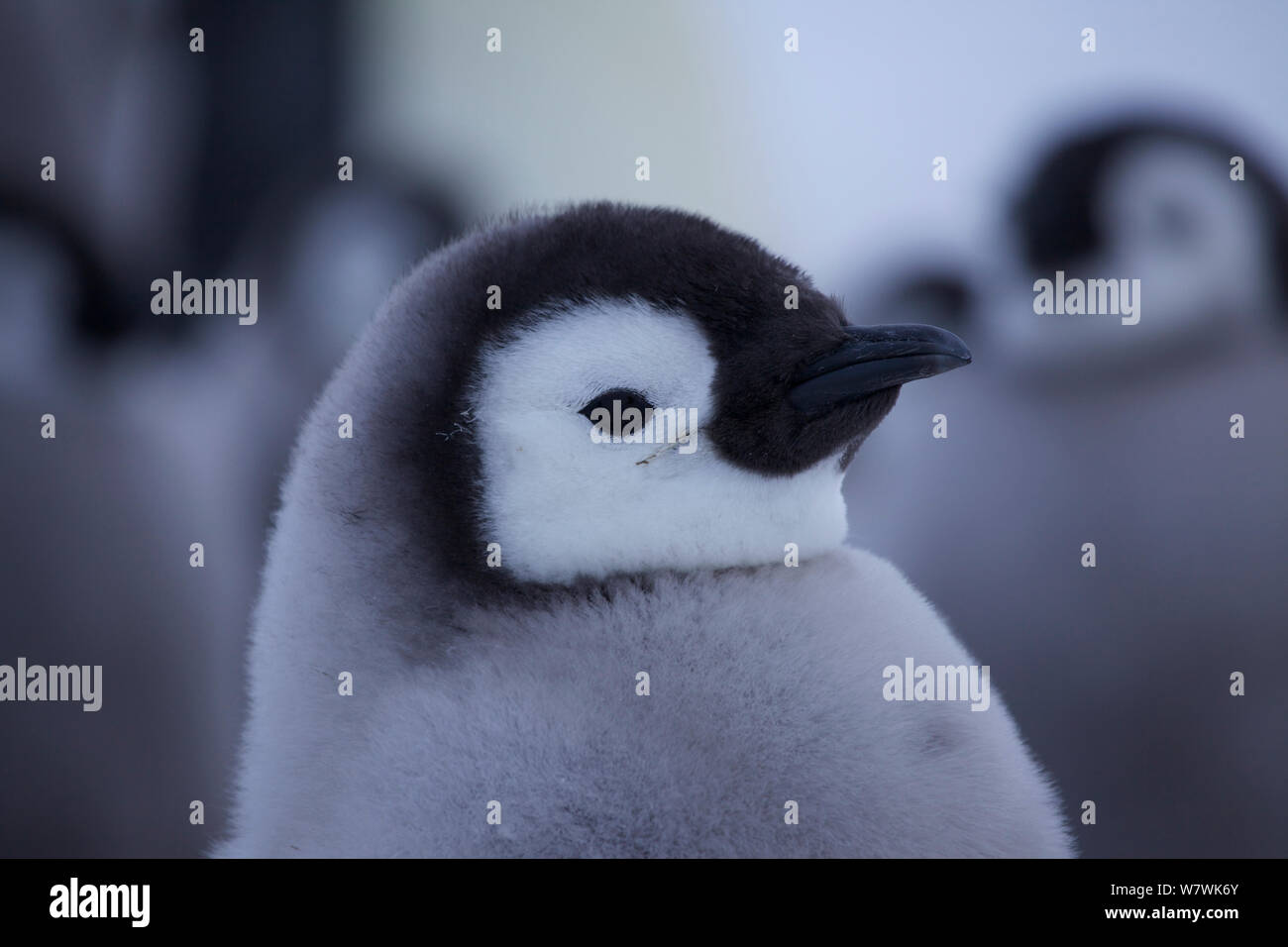 Manchot Empereur (Aptenodytes forsteri) chick portrait, Antarctique, novembre. Banque D'Images