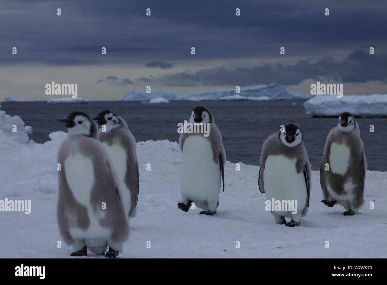 Manchot Empereur (Aptenodytes forsteri) poussins marche sur la glace de mer, l'Antarctique, décembre. Banque D'Images