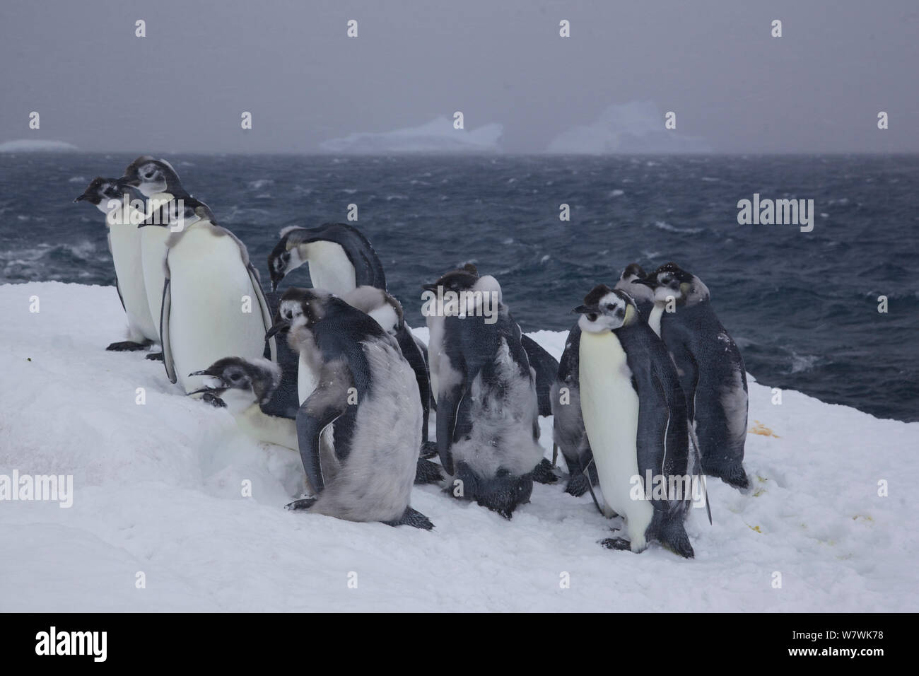 Groupe de mue, manchot empereur (Aptenodytes forsteri) Poussins à la lisière de glace, l'Antarctique, décembre. Banque D'Images