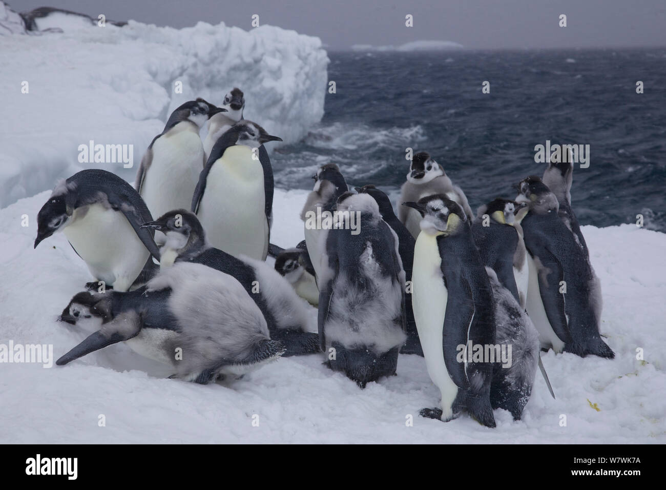 Groupe de mue, manchot empereur (Aptenodytes forsteri) Poussins à la lisière de glace, l'Antarctique, décembre. Banque D'Images