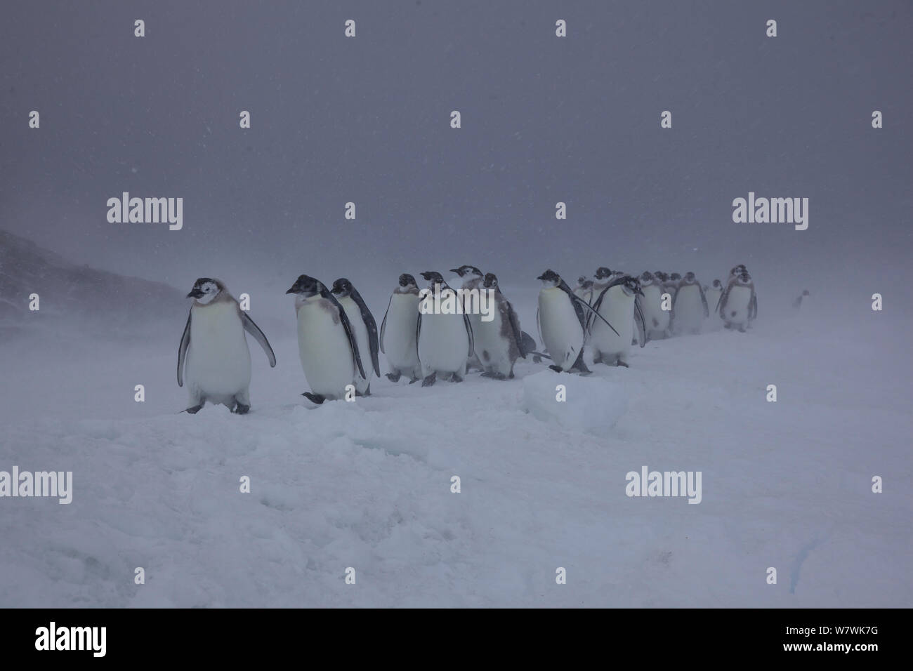 Manchot Empereur (Aptenodytes forsteri) poussins marche à travers la neige, l'Antarctique, décembre. Banque D'Images