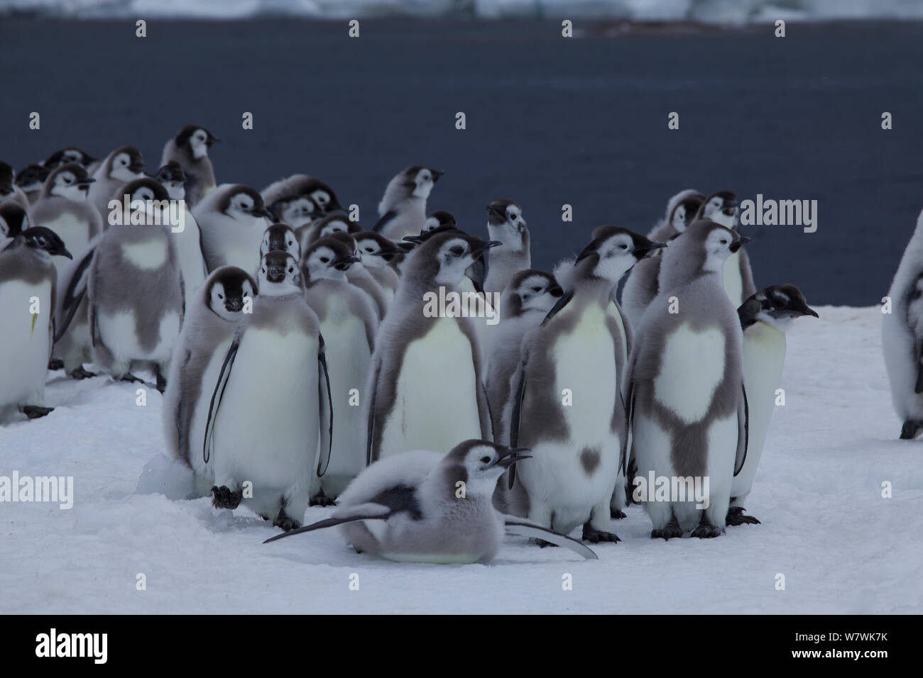 Manchot Empereur (Aptenodytes forsteri) poussins sur la glace de mer, l'Antarctique, décembre. Banque D'Images