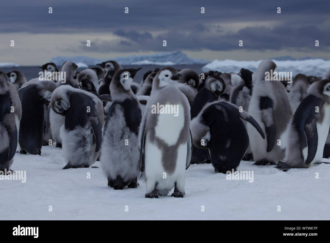 Manchot Empereur (Aptenodytes forsteri) poussins sur la glace de mer, certains se lisser, l'Antarctique, décembre. Banque D'Images