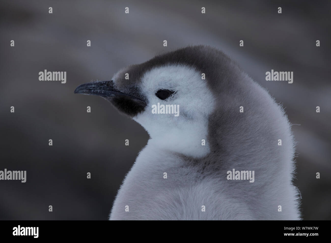 Manchot Empereur (Aptenodytes forsteri) chick portrait, Antarctique, décembre. Banque D'Images