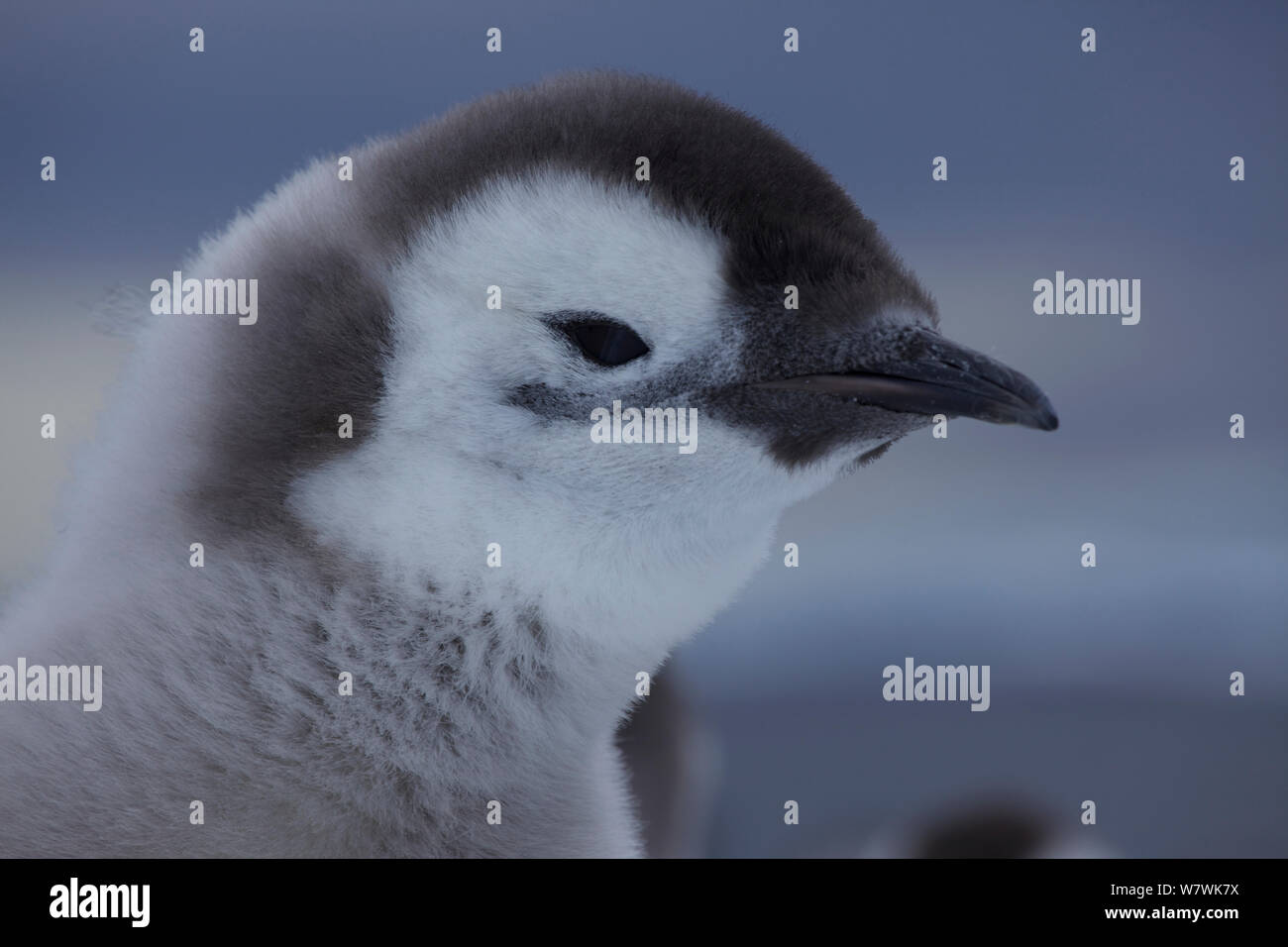 Manchot Empereur (Aptenodytes forsteri) chick portrait, Antarctique, décembre. Banque D'Images