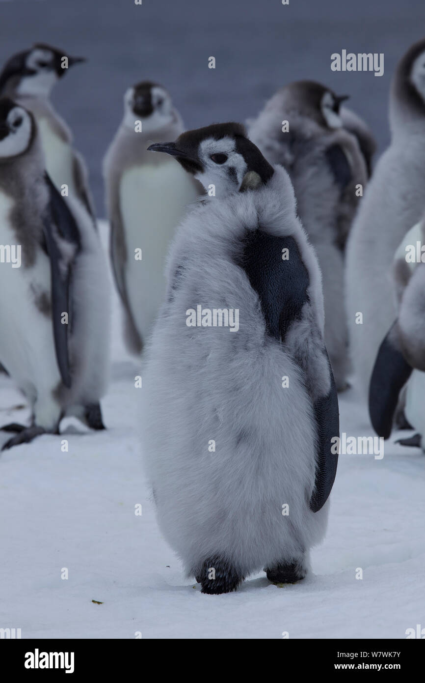 Manchot Empereur (Aptenodytes forsteri) chick portrait, la mue, l'Antarctique, décembre. Banque D'Images