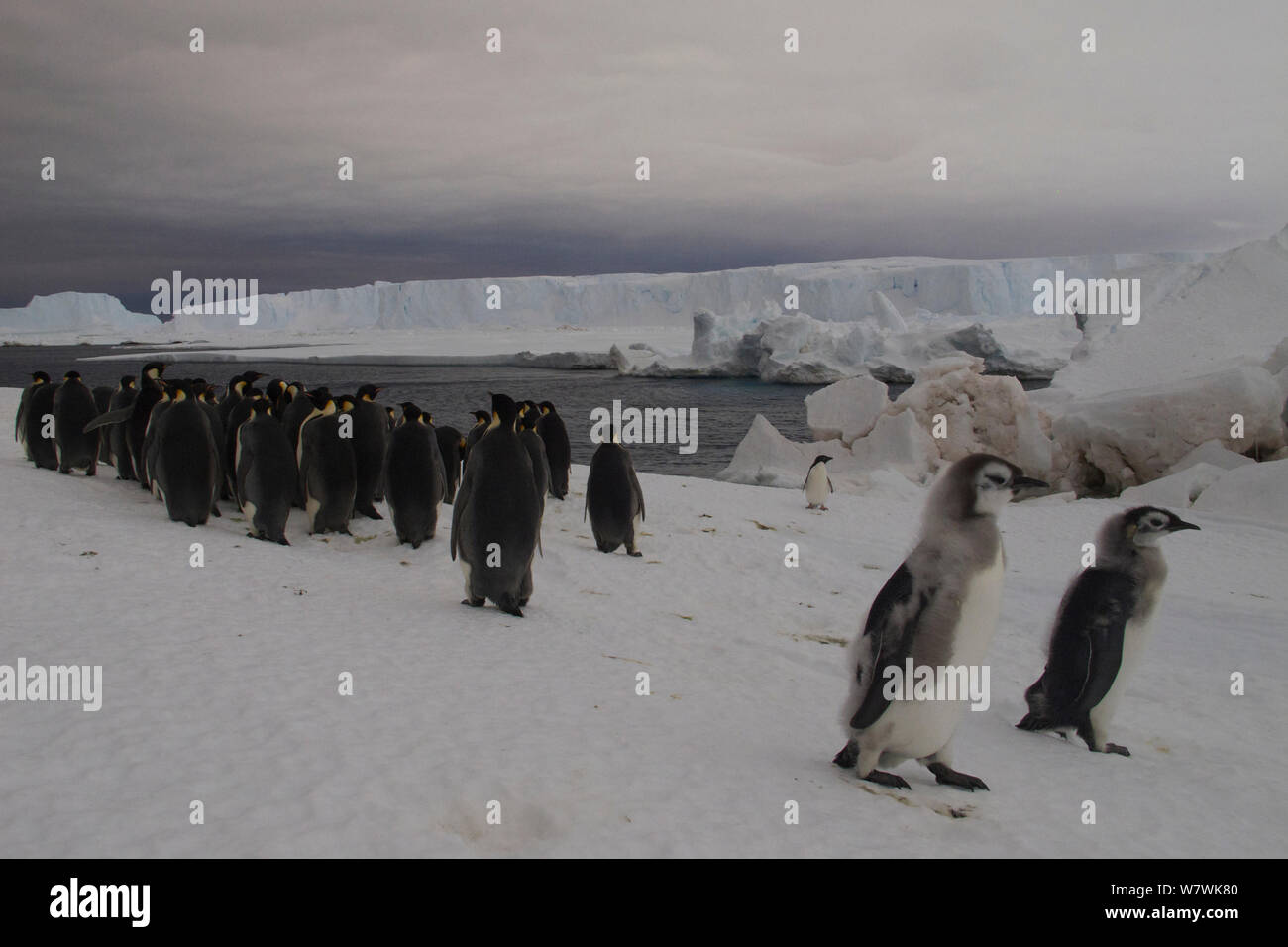 Manchots empereurs (Aptenodytes forsteri) sur la glace de mer, les adultes à marcher en direction de l'eau et deux de marche et un manchot Adélie (Pygoscelis adeliae) près de l'eau, l'Antarctique, décembre. Banque D'Images