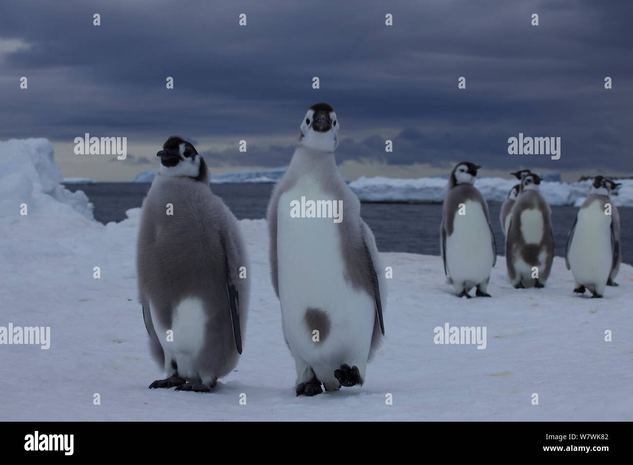 La mue manchot empereur (Aptenodytes forsteri) poussins sur la glace de mer, l'Antarctique, décembre. Banque D'Images