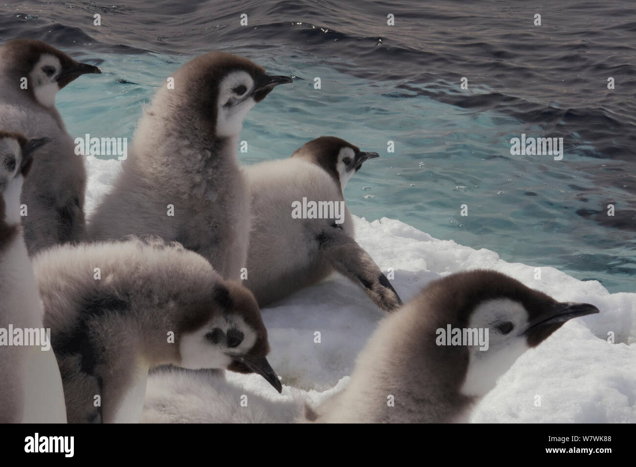 Manchot Empereur (Aptenodytes forsteri) Poussins à la lisière de glace, l'Antarctique, décembre. Banque D'Images
