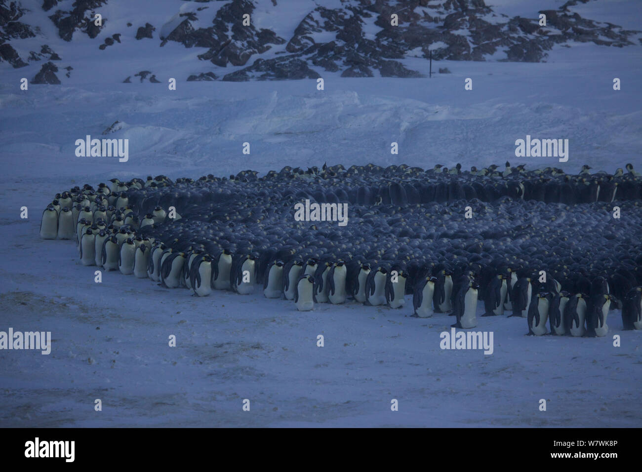 Manchot Empereur (Aptenodytes forsteri) huddle, Antarctique, juin. Banque D'Images