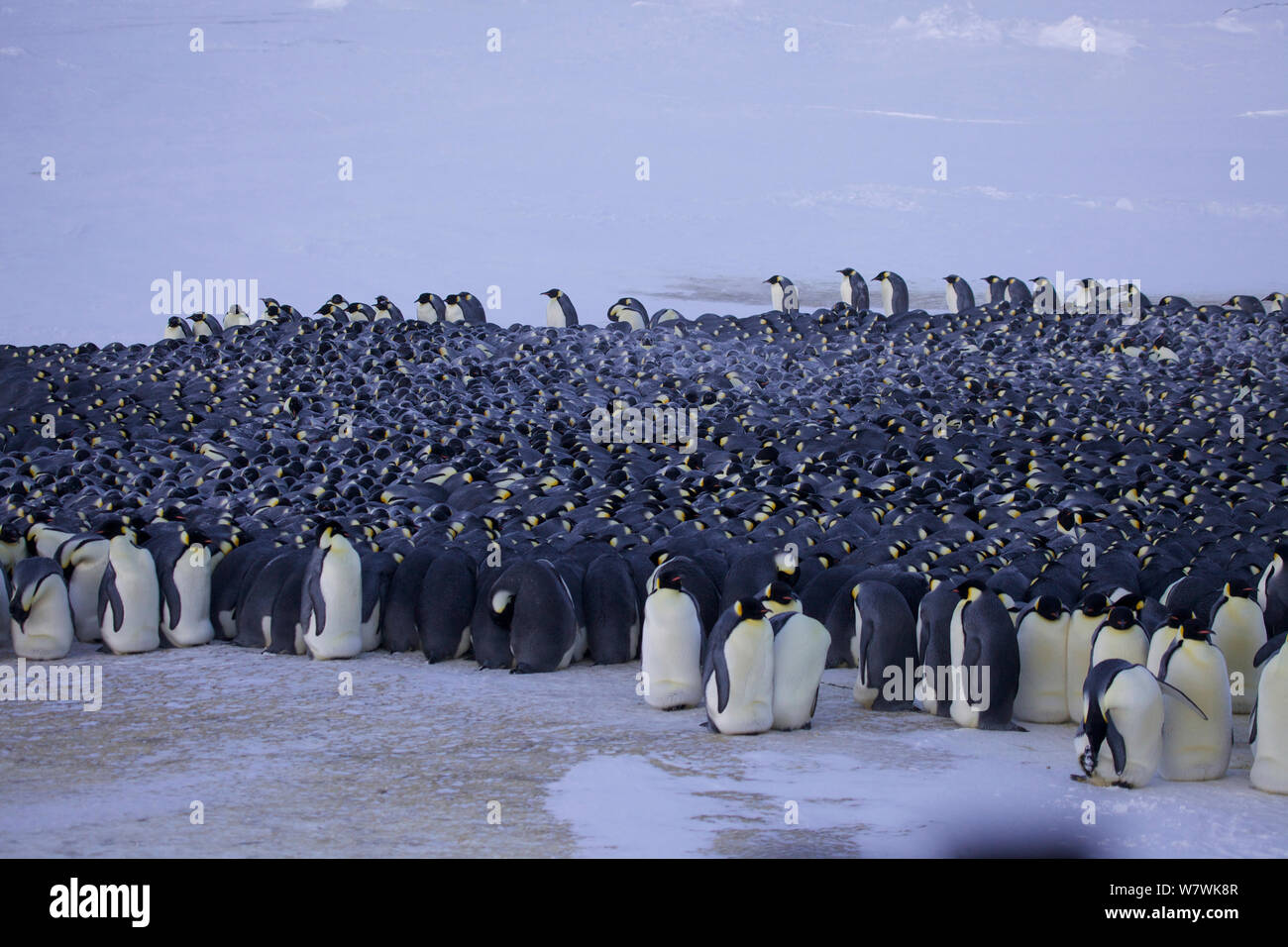 Manchot Empereur (Aptenodytes forsteri) huddle, Antarctique, juin. Banque D'Images