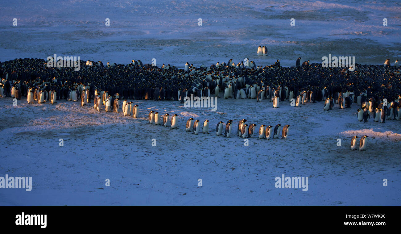 Manchot Empereur (Aptenodytes forsteri) huddle et la réforme de rupture, l'Antarctique, avril. Banque D'Images