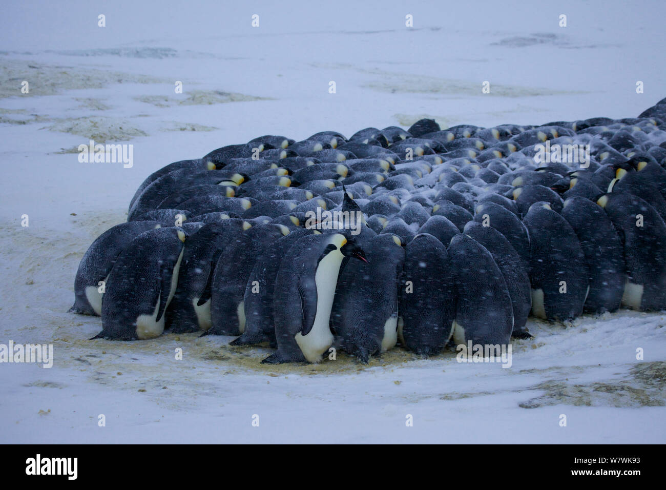 Manchot Empereur (Aptenodytes forsteri) trainent dans le mauvais temps, l'Antarctique, mai. Banque D'Images