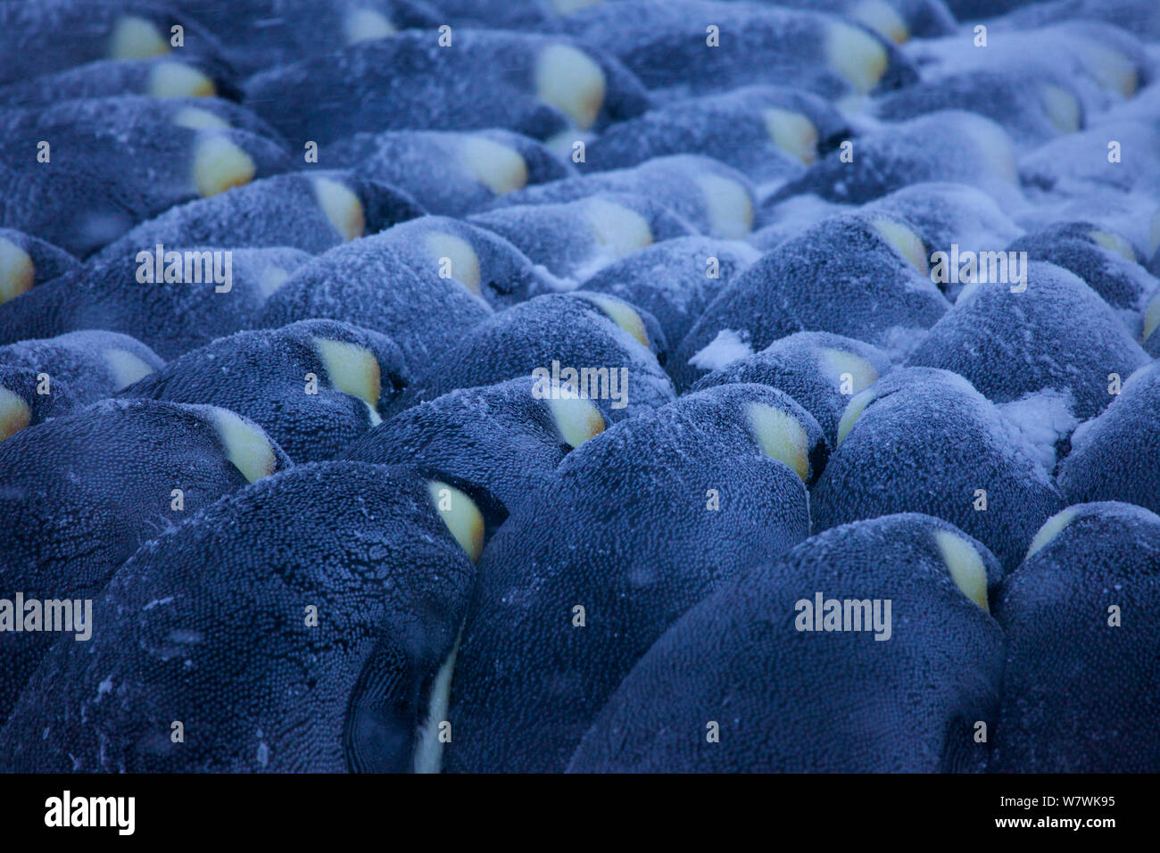 Manchot Empereur (Aptenodytes forsteri) huddle, pingouins couverts en mince couche de neige, l'Antarctique, mai. Banque D'Images