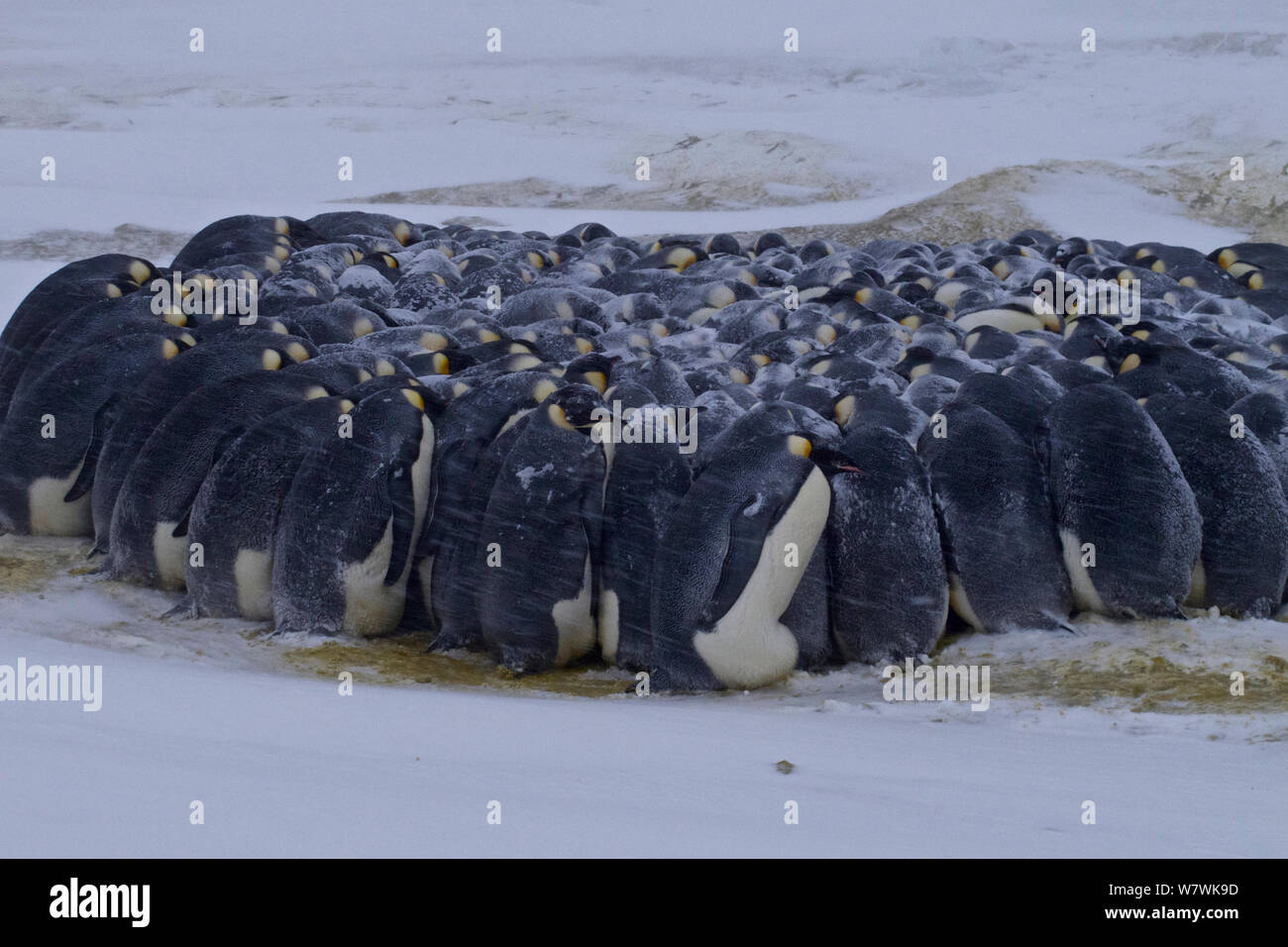 Manchot Empereur (Aptenodytes forsteri) trainent dans la neige, l'Antarctique, juin. Banque D'Images