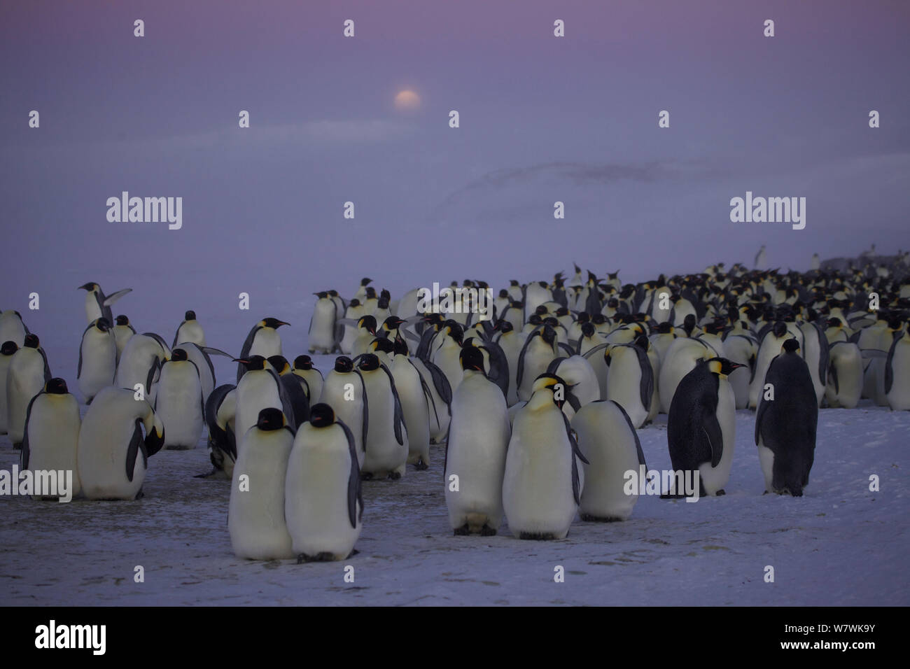 Manchot Empereur (Aptenodytes forsteri) colonie, avec obscurcis par des nuages, l'Antarctique, mai. Banque D'Images