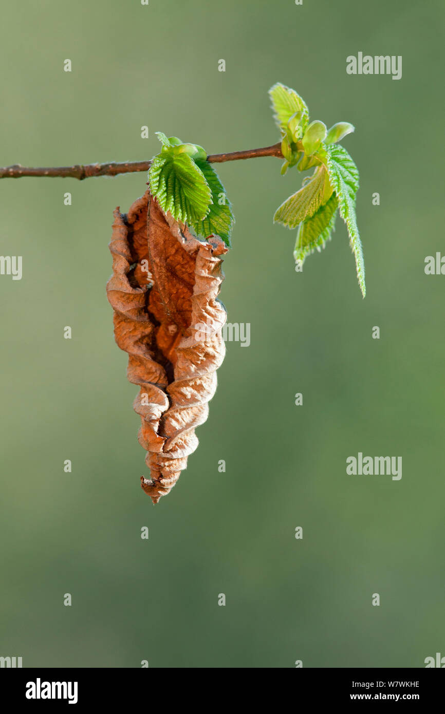 Les jeunes (Corylus avellana) laisse au printemps, avec une feuille morte de l'année précédente, parc national New Forest, Hampshire, England, UK, avril. Banque D'Images