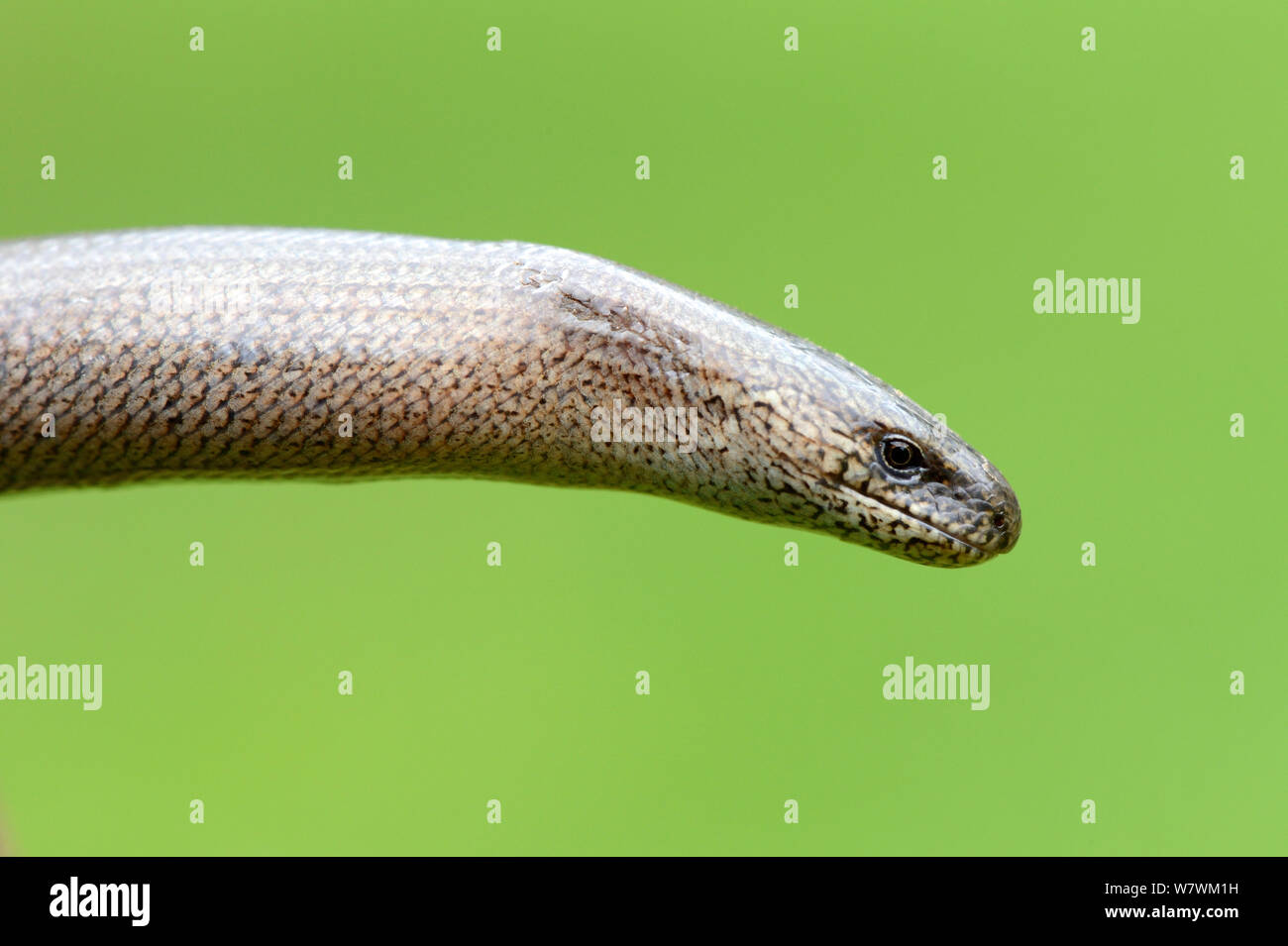 Close-up de tête ver lent (Anguis fragilis) Alsace, France, mai. Banque D'Images