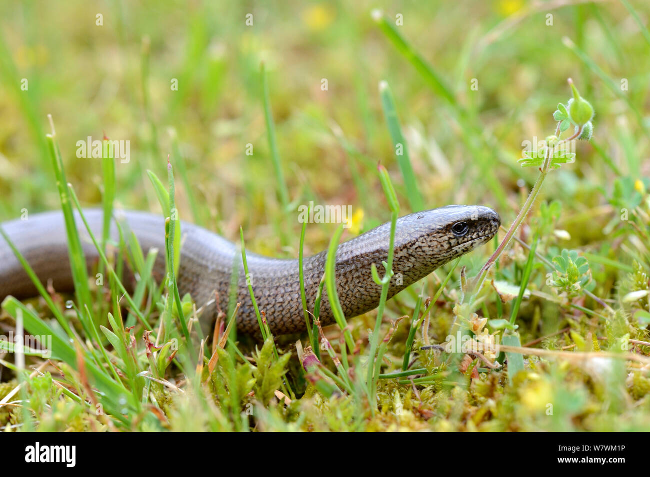 Ver lent sur mousse (Anguis fragilis) Alsace, France, mai. Banque D'Images