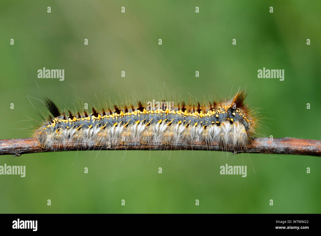 Papillon blanc (Pieris brassicae) larve de Caterpillar, Offendorf Forest Reserve, Rhin, Alsace, France, mai. Banque D'Images