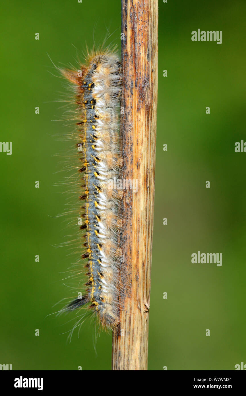 Papillon blanc (Pieris brassicae) larve de Caterpillar, Offendorf Forest Reserve, Rhin, Alsace, France, mai. Banque D'Images