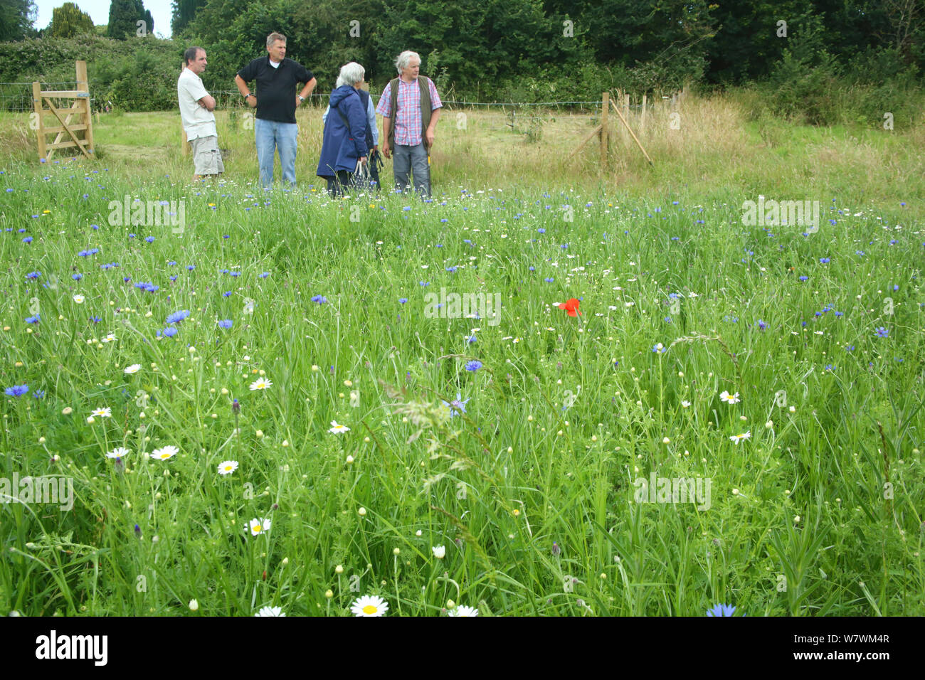 Groupe de personnes regardant les fleurs sauvages et les abeilles à &# 39;Bee World&# 39 ; à l&# 39;s Pré, Farnham. Surrey, Angleterre, Royaume-Uni, juillet 2014. Mondes de l'abeille est une initiative des Amis de la Terre. Banque D'Images