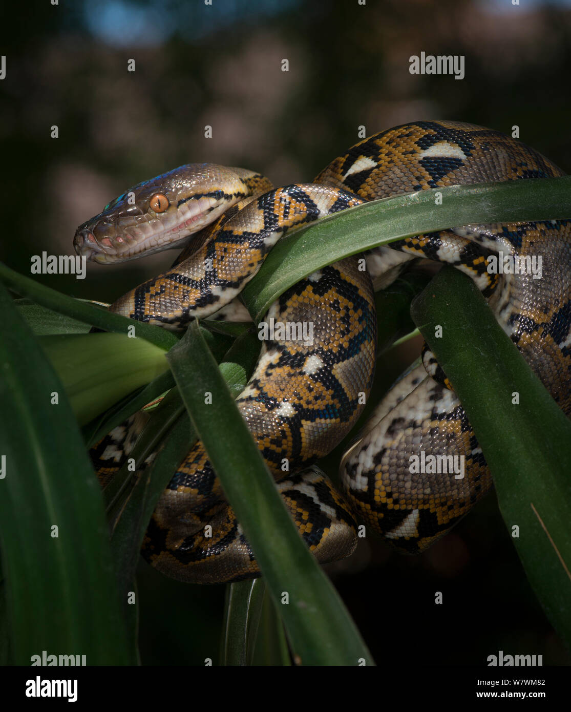 Python réticulé (Malayopython reticulatus) captive, originaire d'Asie du Sud Est. Banque D'Images