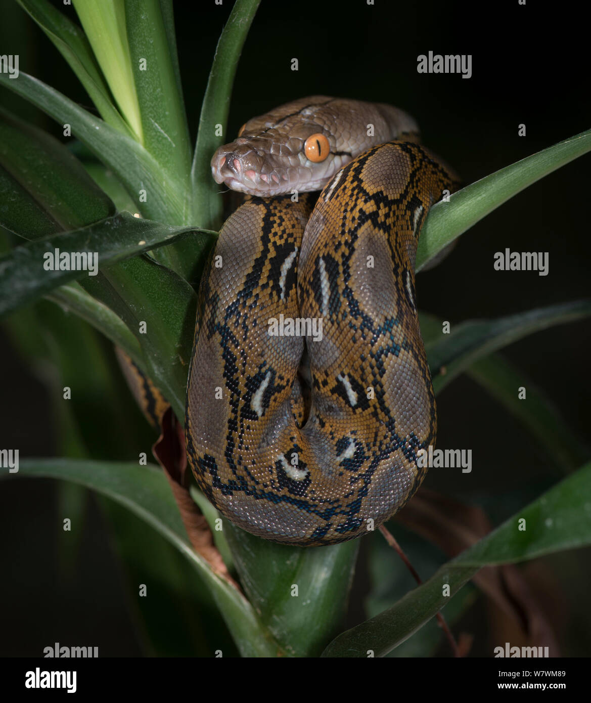 Python réticulé (Malayopython reticulatus) captive, originaire d'Asie du Sud Est. Banque D'Images